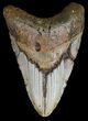 Bargain, Megalodon Tooth - North Carolina #54793-1